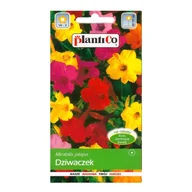 Nasiona i cebule - Dziwaczek mix - miniaturka - grafika 1