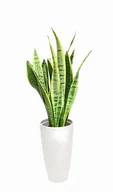 Kwiaty doniczkowe - Sansewieria Laurentii Wężownica Sansevieria P14 - miniaturka - grafika 1