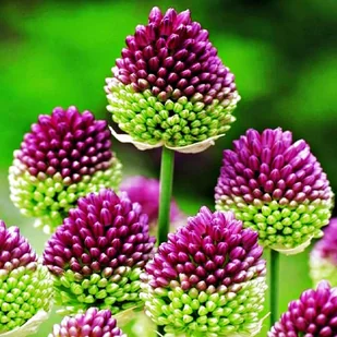 Allium Shearocephalon Czosnek Główkowaty 10 szt - Nasiona i cebule - miniaturka - grafika 1