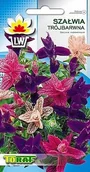 Nasiona i cebule - SZAŁWIA TRÓJBARWNA (SALVIA HORMINUM) 0,5 GRAMA NAS - miniaturka - grafika 1