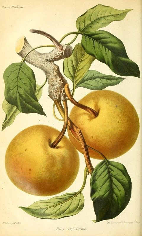 PODKŁADKA POD MYSZ Z Nadrukiem 22x18 cm Warzywa Owoce Tekst Prezent