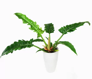 Filodendron Tygrysi Ząb Philodendron Narrow Escape P14 - Kwiaty doniczkowe - miniaturka - grafika 1