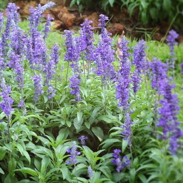 Salvia Szałwia lekarska 1 szt. doniczka P9