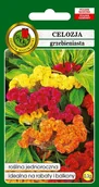 Nasiona i cebule - Celozja niska grzebieniasta mieszana 0,3 g PNOS - miniaturka - grafika 1