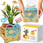 Nasiona i cebule - Prezent na DZIEŃ DZIADKA Strelicja Królewska Rajski Ptak Zestaw do uprawy - miniaturka - grafika 1