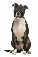 Ubranka dla psów - Grande Finale Kaganiec dla psa pekińczyk rozmiar 2 (15-20cm) - miniaturka - grafika 1
