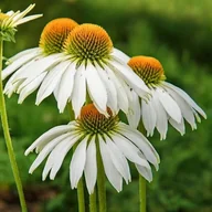 Nasiona i cebule - Jeżówka purpurowa White Swan 1 szt. doniczka P9 - miniaturka - grafika 1