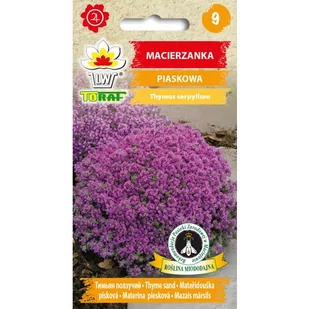 Macierzanka piaskowa nasiona kwiatów 0,1g TORAF - Nasiona i cebule - miniaturka - grafika 1