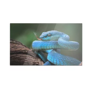 Szklana deska do krojenia HOMEPRINT Niebieski wąż 60x52 cm - Deski do krojenia - miniaturka - grafika 1