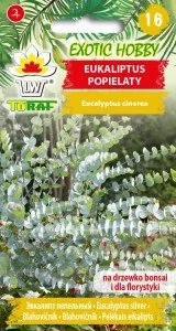 Eukaliptus Popielaty Silver Dollar 20 Szt. Nasion - Nasiona i cebule - miniaturka - grafika 1