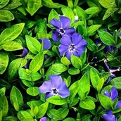 Nasiona i cebule - Barwinek pospolity Blue 1 szt. doniczka P11 - miniaturka - grafika 1