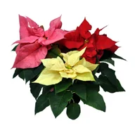Kwiaty doniczkowe - Poinsecja trójkolorowa - miniaturka - grafika 1
