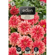 Nasiona i cebule - Dalia karłowa balkonowa Berliner Kleene 1 sztuka Eden - miniaturka - grafika 1