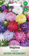 Nasiona i cebule - Aster peoniowy mieszanka kolorów 1g nasiona - WegAna - miniaturka - grafika 1