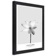 Plakaty - Plakat w ramie czarnej, Biały kwiat lotosu (Rozmiar 70x100) - miniaturka - grafika 1