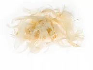 Decoupage - Brewis Piórka 7g P7-2 ecrue - miniaturka - grafika 1