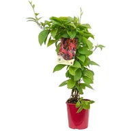 Kwiaty doniczkowe - Cytryniec, wys.60-80 cm, don.2 l - miniaturka - grafika 1