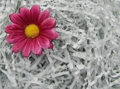 Folia, papier śniadaniowy, serwetki - Wypełniacz Naturalny Dekoracyjny Jasno Szary - miniaturka - grafika 1