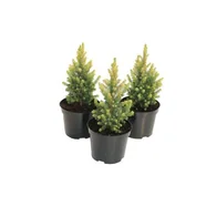 Świerk biały 'Maingold'