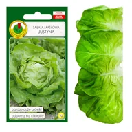 Nasiona i cebule - SAŁATA MASŁOWA JUSTYNA DUŻA ODPORNA NASIONA BEZ GMO - miniaturka - grafika 1