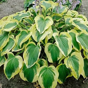 Hosta Funkia Broad Band 1 szt. - Nasiona i cebule - miniaturka - grafika 1
