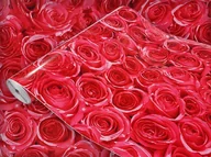 Tapety - Dekoracyjna Okleina Meblowa Czerwone Róże Na Komodę Szafkę Meble 45x990 - miniaturka - grafika 1