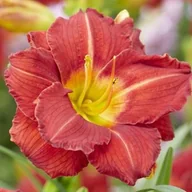 Nasiona i cebule - Hemerocallis Liliowiec Booby Ruby 1 szt. - miniaturka - grafika 1