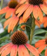 Nasiona i cebule - Jeżówka Lakota Orange - Echinacea - miniaturka - grafika 1