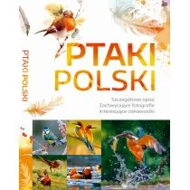Ptaki Polski Dominik Marchowski