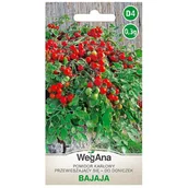Nasiona i cebule - Pomidor Bajaja karłowy, przewieszający się do doniczek 0,3g GMO Free - miniaturka - grafika 1