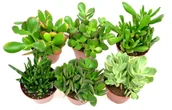 Kwiaty doniczkowe - Crassula  -  ZESTAW  6 szt,  13-16 cm,  mix nr 2 - miniaturka - grafika 1