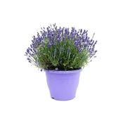 Kwiaty doniczkowe - Lawenda XXL - miniaturka - grafika 1