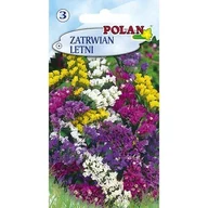 Nasiona i cebule - Zatrwian Letni Polan - miniaturka - grafika 1