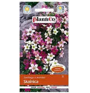 Nasiona i cebule - Nasiona Skalnica 0,05G Plantico - miniaturka - grafika 1