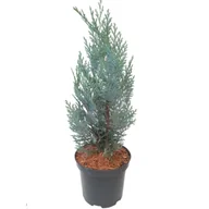 Sadzonki drzew krzewów - Cyprysik mix wys. 30-40 cm don. 2 l - miniaturka - grafika 1