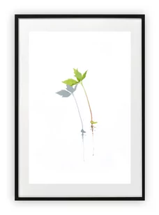 Plakat A4 21x30 cm  Roślina Kwiat WZORY - Plakaty - miniaturka - grafika 1
