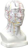 Meble i wyposażenie gabinetów medycznych - Model do akupunktury - model głowy człowieka z zaznaczonymi punktami akupunkturowymi i meridianami - pomoc dydaktyczna, wyposażenie gabinetów (D-027K) - miniaturka - grafika 1