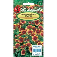 Nasiona i cebule - GAILARDIA OŚCISTA mieszanka NASIONA - miniaturka - grafika 1