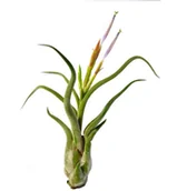Kwiaty doniczkowe - Tillandsia CAPUT MEDUSAE S ~ 8 cm - miniaturka - grafika 1