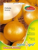 Nasiona i cebule - Nasiona Cebula Octavia NANO- Torseed - miniaturka - grafika 1