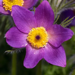 Sasanka zwyczajna 'Pinwheel Blue Violet Shades' (Pulsatilla vulgaris) P9 - Nasiona i cebule Sasanka zwyczajna 'Pinwheel Blue Violet Shades' (Pulsatilla vulgaris) P9 - Nasiona i cebule - miniaturka - grafika 1