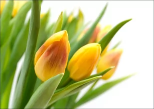 Galeria Plakatu, Plakat, Żółte Tulipany, 42x29,7 cm - Plakaty - miniaturka - grafika 1
