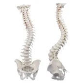 Meble i wyposażenie gabinetów medycznych - Elastyczny model kręgosłupa z miednicą Erler Zimmer - miniaturka - grafika 1