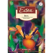 Nasiona i cebule - Irys Holandica Bronze Queen 10 sztuk Eden - miniaturka - grafika 1