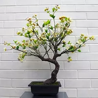 Sztuczne drzewka - Leaf Sztuczne drzewo, mieszane materiały, bonsai biały kwiat, 60 cm - miniaturka - grafika 1