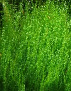Mech Stringy Moss Porcja 30 gałązek In Vitro Piękny - Dekoracje do akwarium - miniaturka - grafika 1