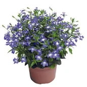 Kwiaty doniczkowe - Lobelia rabatowa don 9 cm - miniaturka - grafika 1