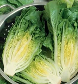 Nasiona i cebule - Sałata rzymska 'Xanadu' – Odporna – Kiepenkerl - miniaturka - grafika 1