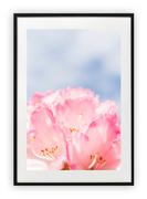 Plakaty - Plakat B1 70x100 cm Kwiaty Makro Wiosna WZORY - miniaturka - grafika 1