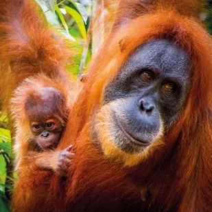 Karnet kwadrat z kopertą Sumatran Orangutan and Baby - Kartki okolicznościowe i zaproszenia - miniaturka - grafika 2